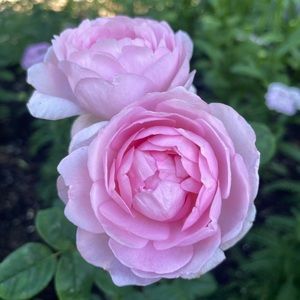 Meet your Posher, Shay